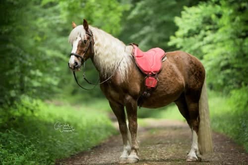 Barefoot Ride-on-Pad 12