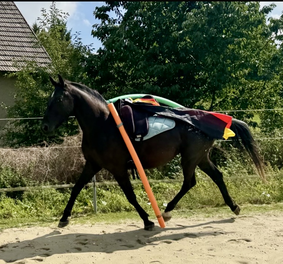 Barefoot Ride-on-Pad 7